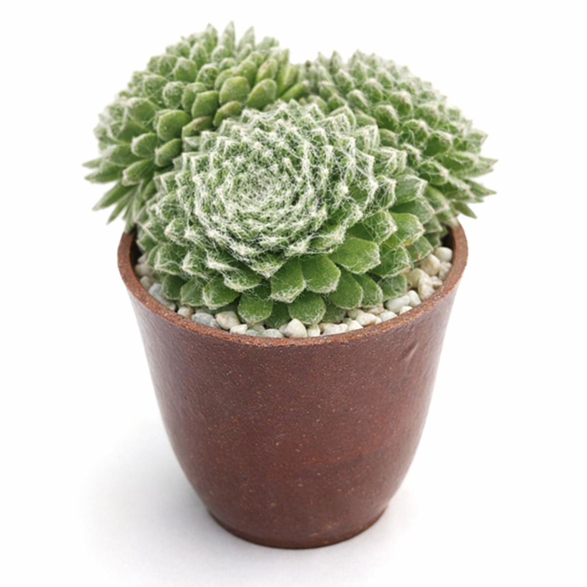sempervivum tomentosum daluis 2 inch live succulent plant for sale, sempervivum tomentosum daluis fuzzy rosette succulent, hardy succulent for cold climate outdoor gardens