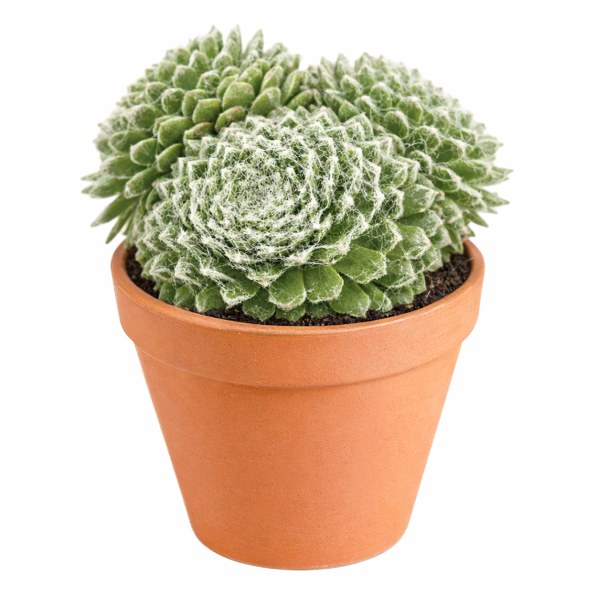 buy 2 inch sempervivum daluis hens and chicks plant online, sempervivum tomentosum daluis for drought tolerant garden, sempervivum daluis with fine hairs tomentosum type