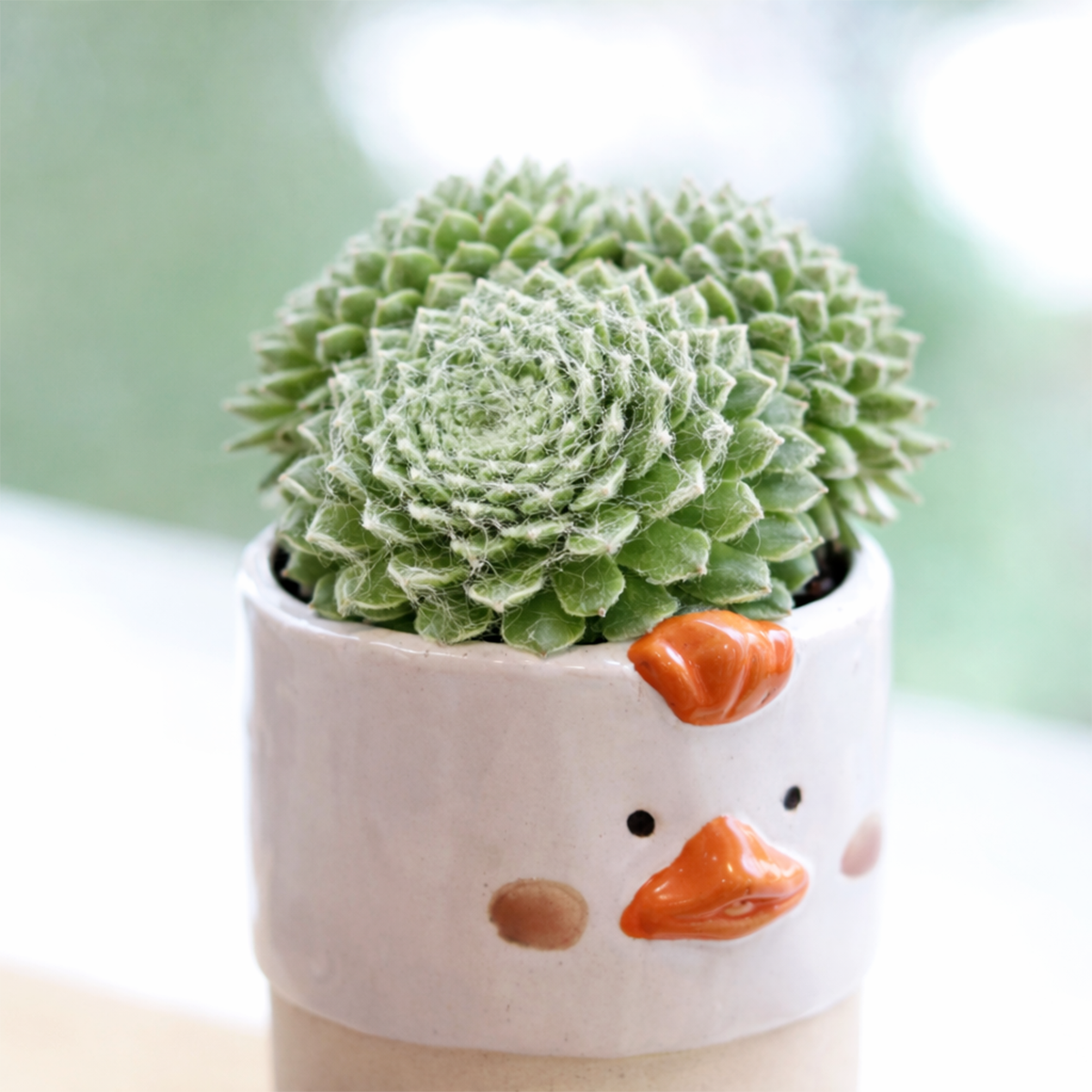 rare sempervivum daluis succulent 2 inch for sale, sempervivum tomentosum daluis for outdoor rock garden, rare succulent gift sempervivum daluis plant