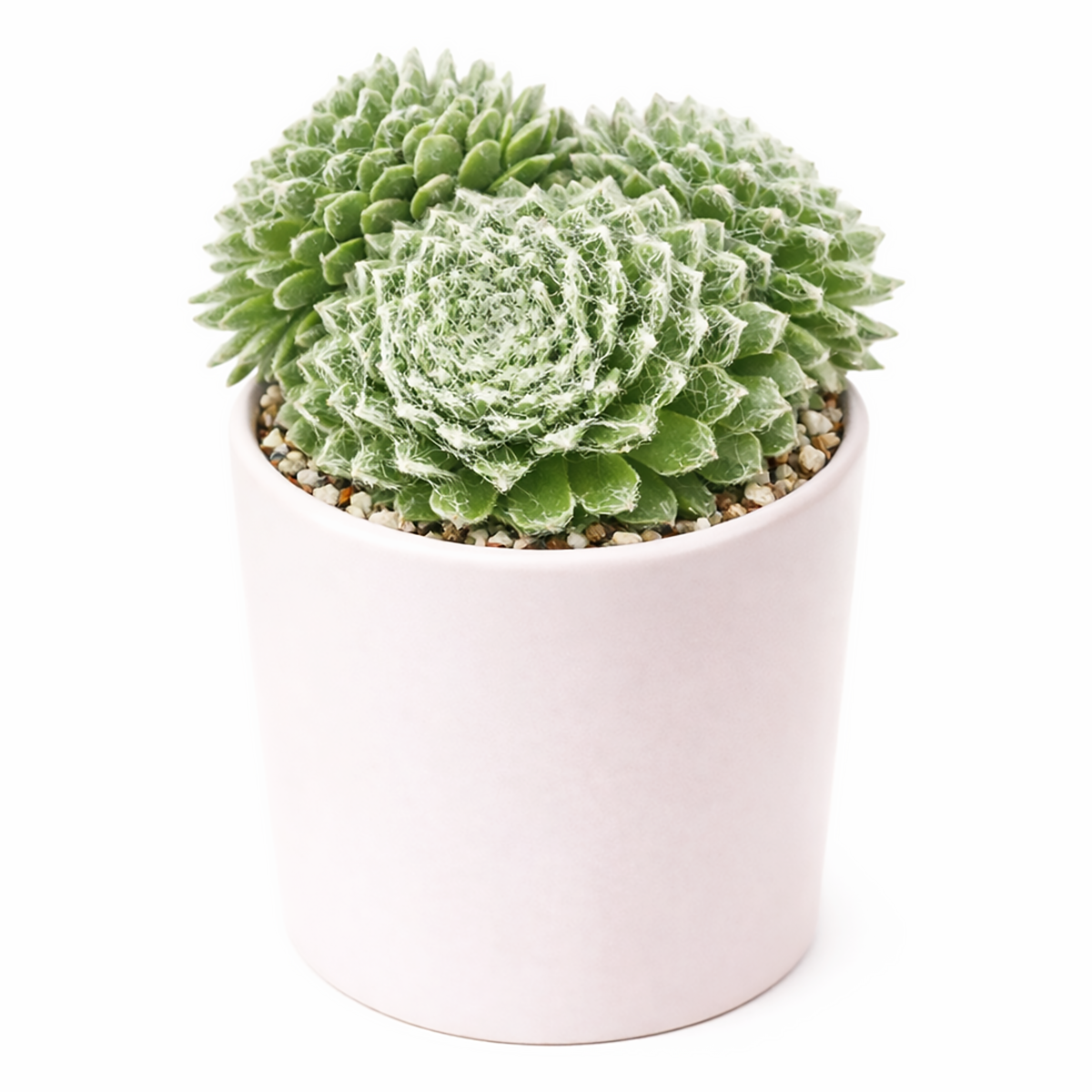 best sempervivum tomentosum daluis online, gardening gift rare alpine succulent daluis, collector succulent gift sempervivum daluis