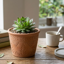 8-pack of 2" live plants for sale. Pick eight favorite plants and enjoy a variety of compact plants in 2" pots. Great for plant collections, gifting, decorating small spaces, and indoor gardening.