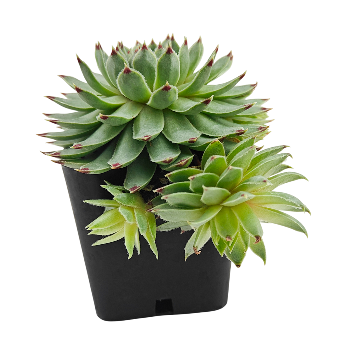 2 inch Sempervivum Calcareum Greenii, purple succulents, indoor succulents, succulent care guide, buy succulents online