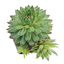 buy Sempervivum Calcareum 'Greenii' 2 inch live plant online, evergreen perennial succulent, succulent for rock garden landscaping, compact succulent rosette plant
