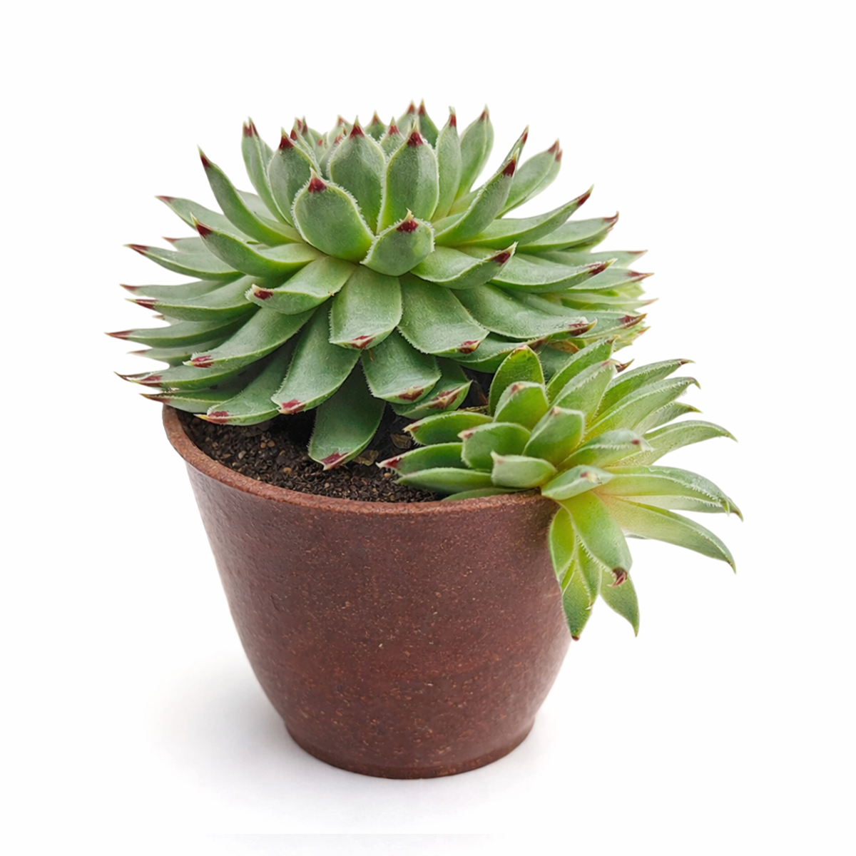 buy Sempervivum Calcareum 'Greenii' 2 inch live plant online, ornamental rosette succulent, mountain houseleek succulent variety, low maintenance succulent plant