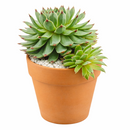 buy Sempervivum Calcareum 'Greenii' 2 inch live plant online, evergreen perennial succulent, succulent for rock garden landscaping, compact succulent rosette plant