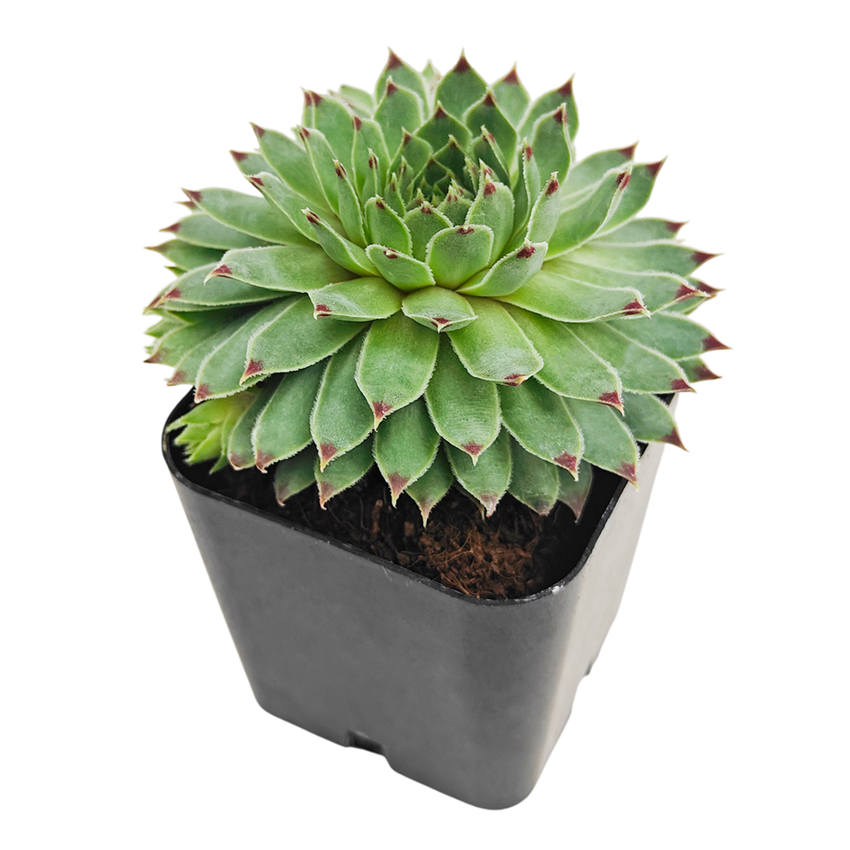 2 inch Sempervivum Calcareum 'Greenii' live plant for sale, green hens and chicks succulent plant, hardy sempervivum rosette succulent, lime green succulent with red tips