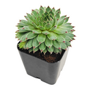 buy Sempervivum Calcareum 'Greenii' 2 inch live plant online, evergreen perennial succulent, succulent for rock garden landscaping, compact succulent rosette plant