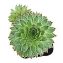 buy Sempervivum Calcareum 'Greenii' 2 inch live plant online, evergreen perennial succulent, succulent for rock garden landscaping, compact succulent rosette plant