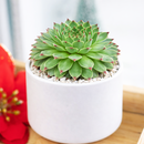 buy Sempervivum Calcareum 'Greenii' 2 inch live plant online, evergreen perennial succulent, succulent for rock garden landscaping, compact succulent rosette plant