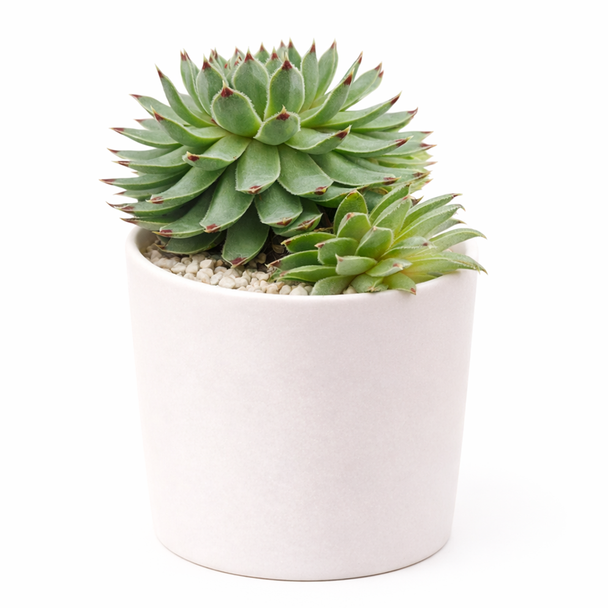 2 inch Sempervivum Calcareum Greenii, purple succulents, indoor succulents, succulent care guide, buy succulents online