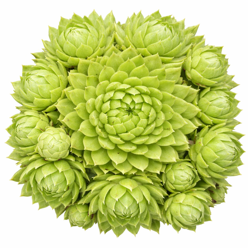 2 inch Sempervivum globiferum ssp. allionii, green succulents, indoor succulents, succulent care guide, buy succulents online
