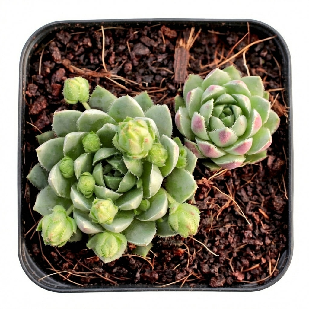 Sempervivum globiferum ssp. hirtum 'Borealis' in California, How to grow Sempervivum globiferum ssp. hirtum 'Borealis', rare succulents, rare succulents for sale, unique succulents