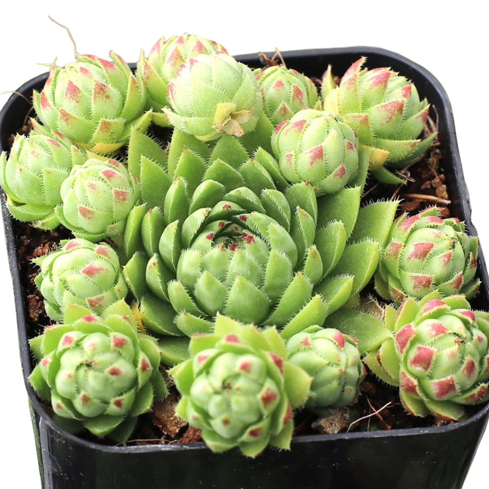 Sempervivum globiferum ssp. hirtum 'Borealis' in California, How to grow Sempervivum globiferum ssp. hirtum 'Borealis', rare succulents, rare succulents for sale, unique succulents