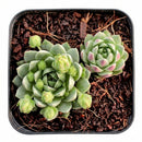 Sempervivum globiferum ssp. hirtum 'Borealis' in California, How to grow Sempervivum globiferum ssp. hirtum 'Borealis', rare succulents, rare succulents for sale, unique succulents