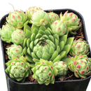 Sempervivum globiferum ssp. hirtum 'Borealis' in California, How to grow Sempervivum globiferum ssp. hirtum 'Borealis', rare succulents, rare succulents for sale, unique succulents