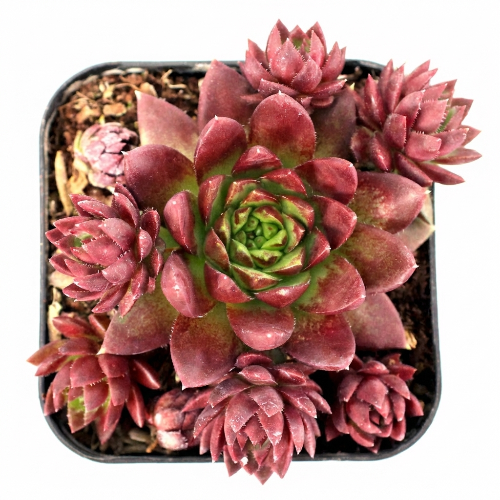 Sempervivum globiferum ssp. hirtum 'Emerald Spring', green succulents, indoor succulents, succulent care guide, buy succulents online