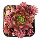 Close-up of 2inch Sempervivum globiferum ssp. hirtum 'Emerald Spring', green succulents, indoor succulents, succulent care guide, buy succulents online