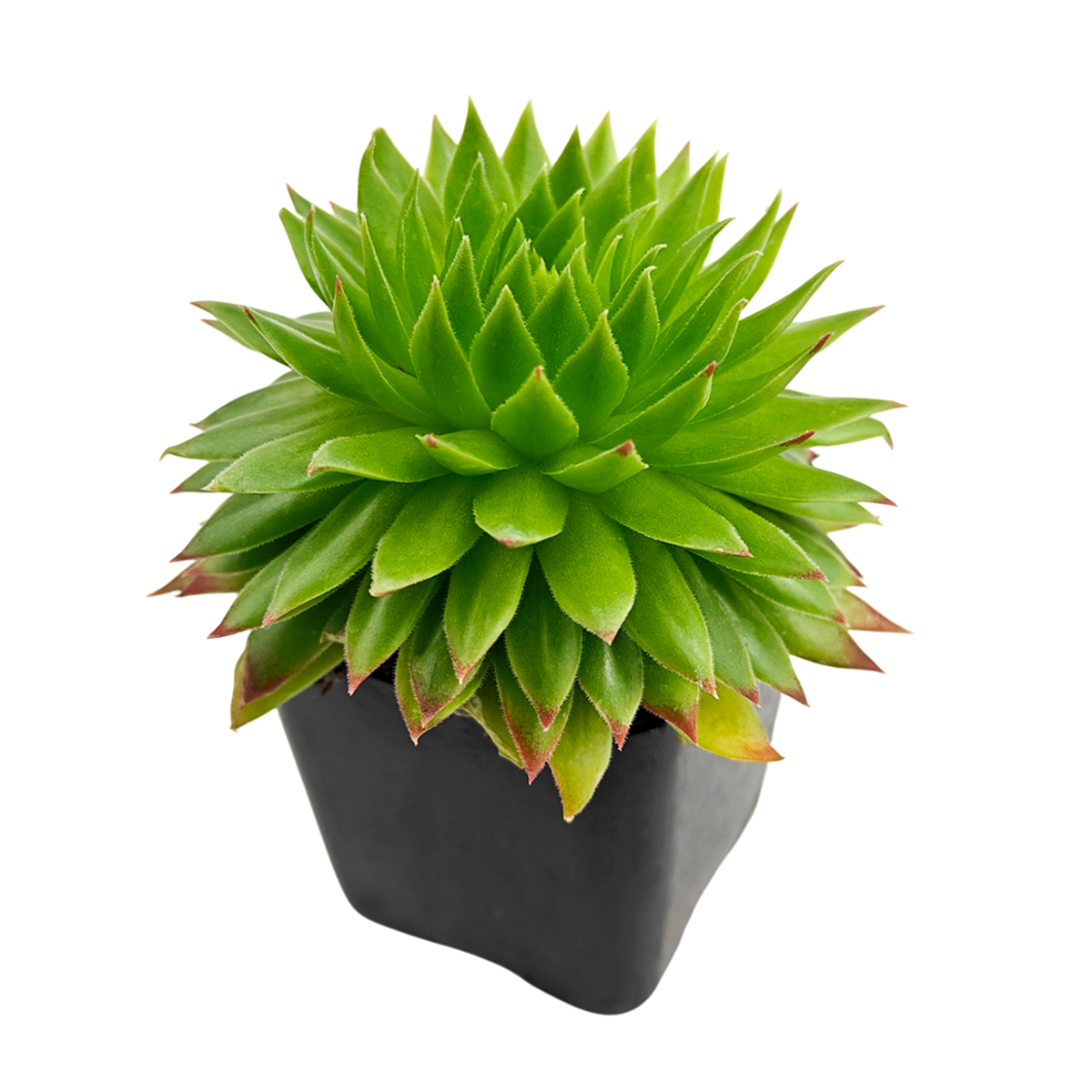 Buy succulents online, Succulent plants for sale, Succulent gifts, Growing succulents indoors, Small indoor plants