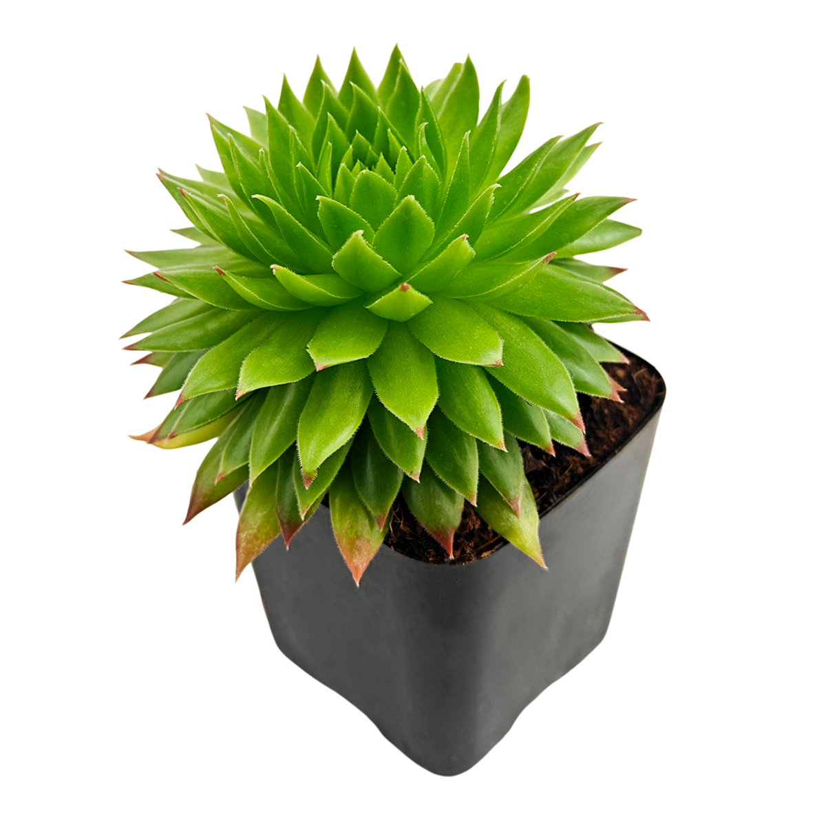 2 inch Sempervivum ‘Histoni’, purple succulents, indoor succulents, succulent care guide, buy succulents online 
