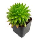 2 inch Sempervivum ‘Histoni’, purple succulents, indoor succulents, succulent care guide, buy succulents online 