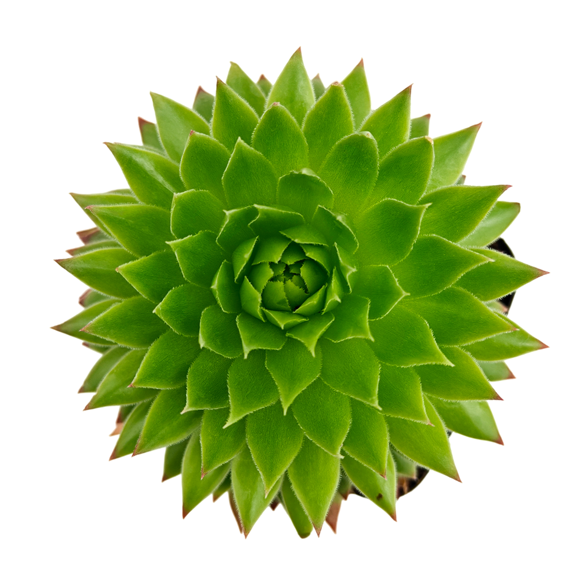 2 inch Sempervivum ‘Histoni’, purple succulents, indoor succulents, succulent care guide, buy succulents online 
