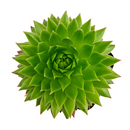 2 inch Sempervivum ‘Histoni’, purple succulents, indoor succulents, succulent care guide, buy succulents online 