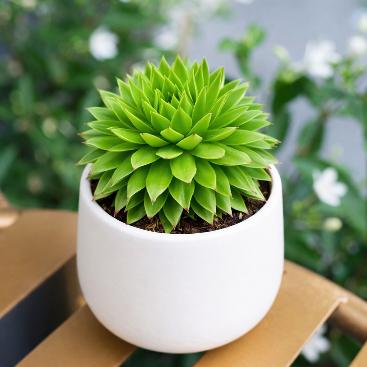 2 inch Sempervivum ‘Histoni’, purple succulents, indoor succulents, succulent care guide, buy succulents online 