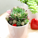 8-pack of 2" live plants for sale. Pick eight favorite plants and enjoy a variety of compact plants in 2" pots. Great for plant collections, gifting, decorating small spaces, and indoor gardening.