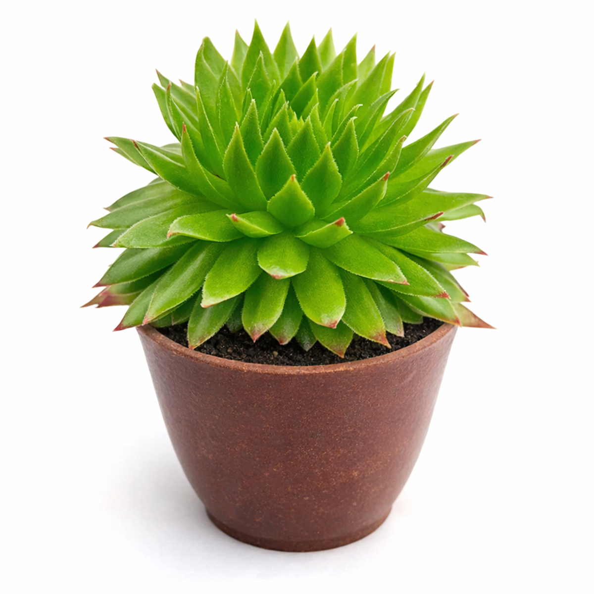 Buy 2" Sempervivum 'Histoni' online. This attractive succulent is admired for its symmetrical rosettes and vibrant foliage that becomes even more striking with seasonal changes. It prefers bright light, excellent drainage, and light watering after the soil has dried completely. An excellent choice for mixed succulent arrangements or as a standout specimen in any collection.