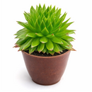 Buy 2" Sempervivum 'Histoni' online. This beautiful hardy succulent forms tight rosettes of fleshy leaves that develop rich green, red, and burgundy tones throughout the seasons. It thrives in bright light with well-draining soil and occasional watering. A stunning addition to rock gardens, succulent collections, or decorative containers.