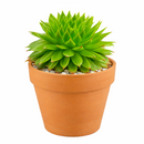 Buy 2" Sempervivum 'Histoni' online. This beautiful hardy succulent forms tight rosettes of fleshy leaves that develop rich green, red, and burgundy tones throughout the seasons. It thrives in bright light with well-draining soil and occasional watering. A stunning addition to rock gardens, succulent collections, or decorative containers.