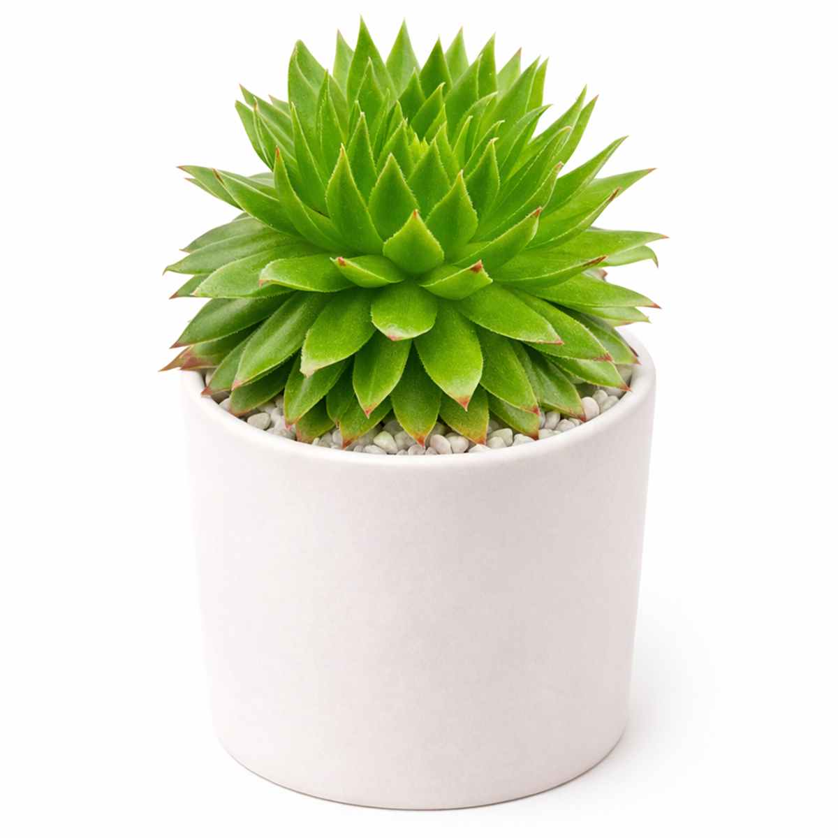 Buy 2" Sempervivum 'Histoni' online. This beautiful hardy succulent forms tight rosettes of fleshy leaves that develop rich green, red, and burgundy tones throughout the seasons. It thrives in bright light with well-draining soil and occasional watering. A stunning addition to rock gardens, succulent collections, or decorative containers.