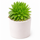 Buy 2" Sempervivum 'Histoni' online. This beautiful hardy succulent forms tight rosettes of fleshy leaves that develop rich green, red, and burgundy tones throughout the seasons. It thrives in bright light with well-draining soil and occasional watering. A stunning addition to rock gardens, succulent collections, or decorative containers.