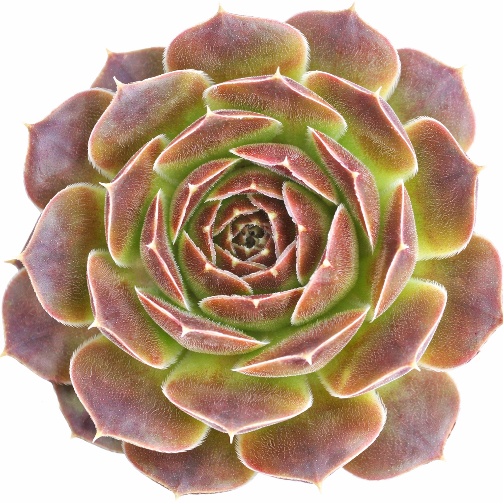 2 inch Sempervivum heuffelii 'Artemis', purple succulents, indoor succulents, succulent care guide, buy succulents online