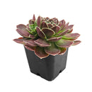 colorful succulents, low-maintenance plants, succulent rosettes, easy-to-grow plants
