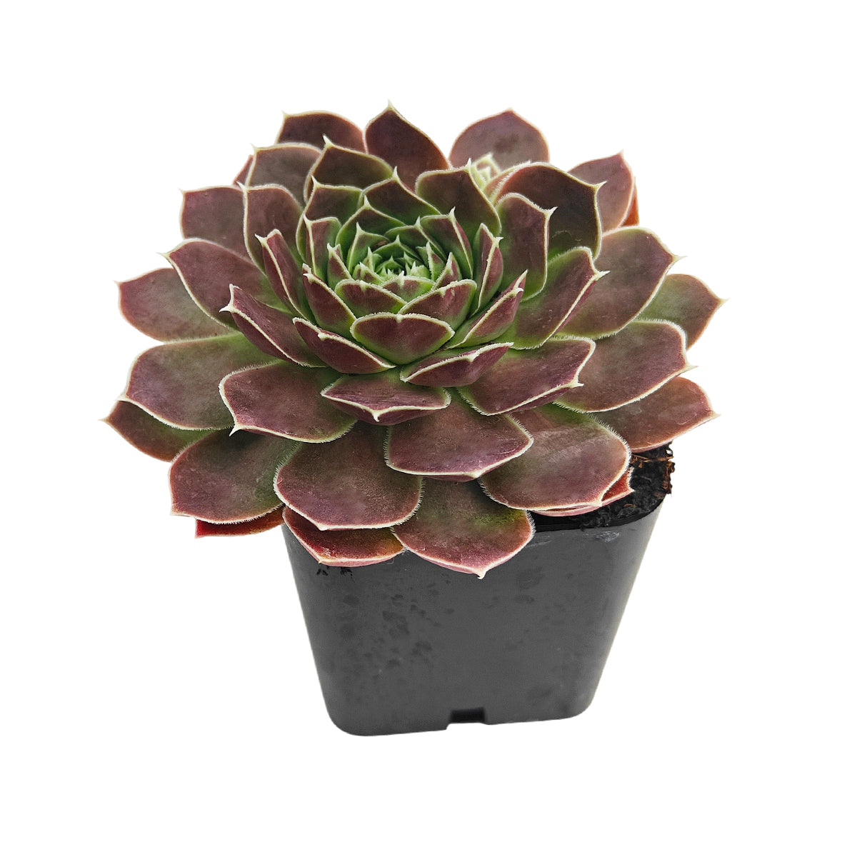 colorful succulents, low-maintenance plants, succulent rosettes, easy-to-grow plants
