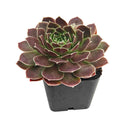 colorful succulents, low-maintenance plants, succulent rosettes, easy-to-grow plants
