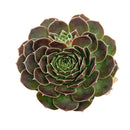 colorful succulents, low-maintenance plants, succulent rosettes, easy-to-grow plants
