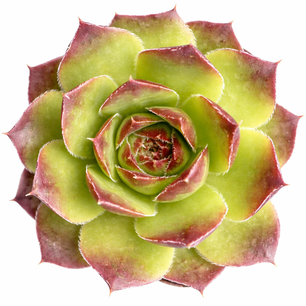Sempervivum heuffelii 'Beatrice' in California, How to grow Sempervivum heuffelii 'Beatrice', rare succulents, rare succulents for sale, unique succulents