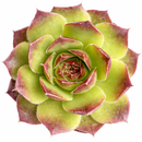 Sempervivum heuffelii 'Beatrice' for sale, how to grow succulents, succulent plant, succulent care tips, succulent subscription, succulents garden, Succulents, Succulents shop near me, Rare succulents