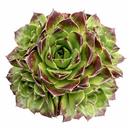 Sempervivum heuffelii 'Beatrice' for sale, how to grow succulents, succulent plant, succulent care tips, succulent subscription, succulents garden, Succulents, Succulents shop near me, Rare succulents