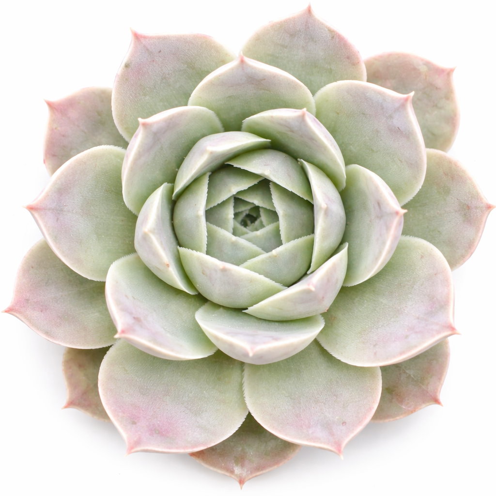 2 inch Sempervivum heuffelii 'Bermuda', colorful succulents for sale, Decorative small plants for home, Cute desk plants, Small potted plants for office, Buy small indoor plants online