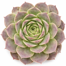 8-pack of 2" live plants for sale. Pick eight favorite plants and enjoy a variety of compact plants in 2" pots. Great for plant collections, gifting, decorating small spaces, and indoor gardening.