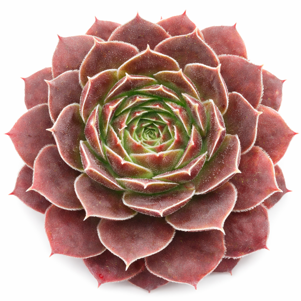 2 inch Sempervivum heuffelii 'Cherry Glow', pink succulents,  indoor succulents, succulent care guide, buy succulents online