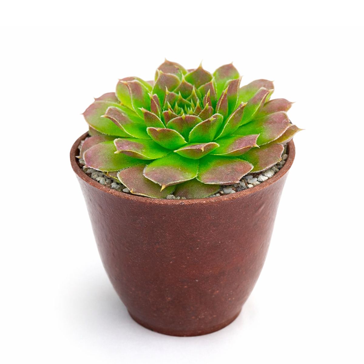 2 inch Sempervivum heuffelii Cherry Glow succulent live plant, unique rosette succulent for rock gardens, colorful rosette succulent arrangement