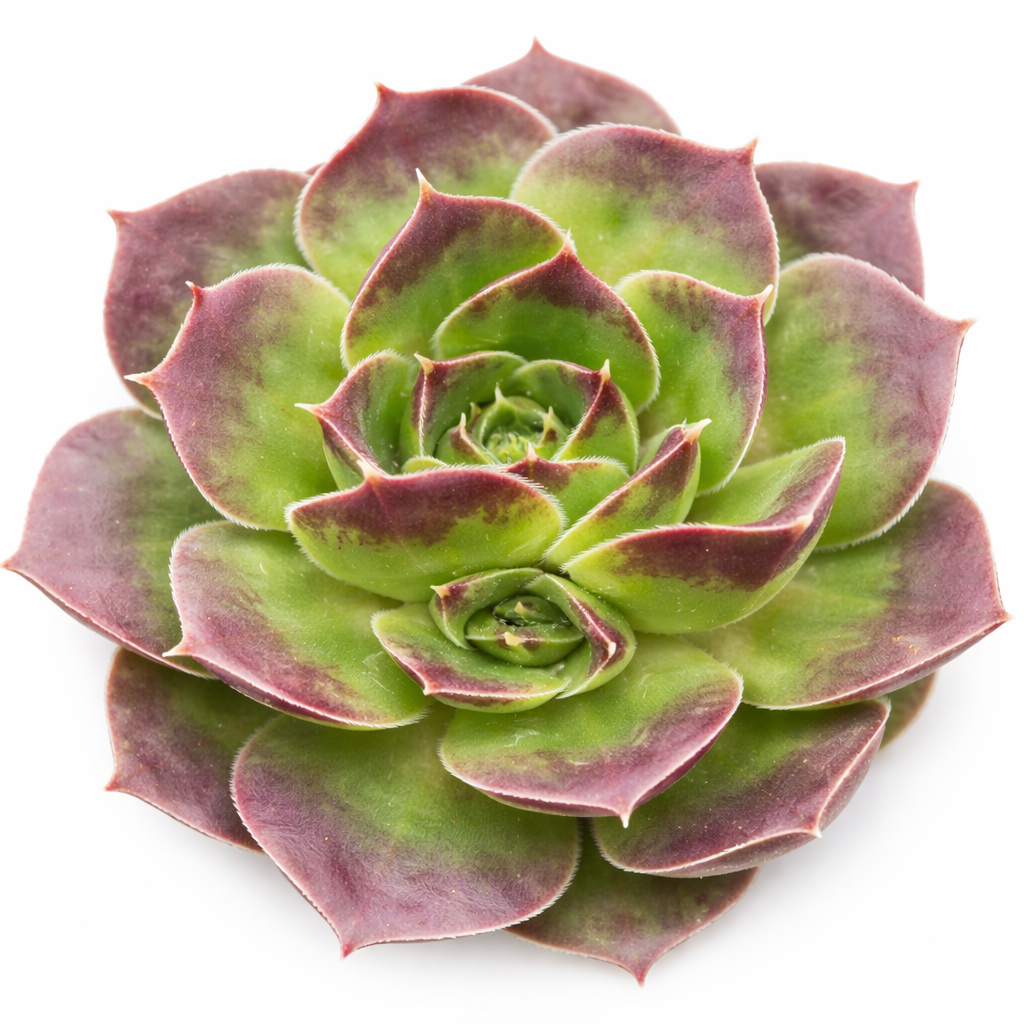2 inch Sempervivum heuffelii 'Chocolate Sundae', purple succulents, indoor succulents, succulent care guide, buy succulents online