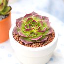 2 inch Sempervivum heuffelii 'Chocolate Sundae', purple succulents, indoor succulents, succulent care guide, buy succulents online