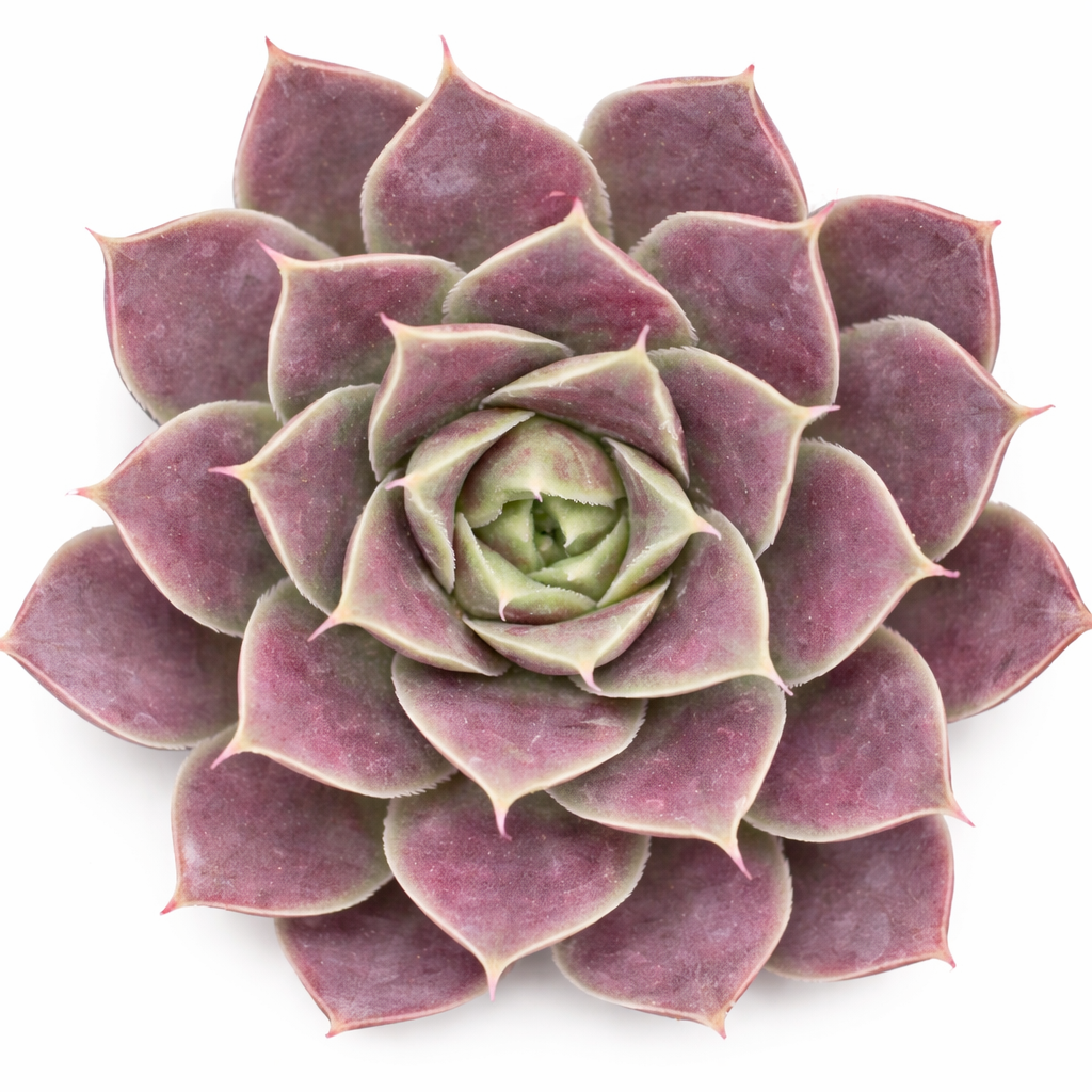 succulent with small purple flowers Sempervivum heuffelii Chocoleto