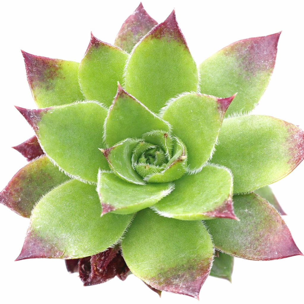 colorful succulents for sale, Decorative small plants for home, Cute desk plants, Small potted plants for office, Buy small indoor plants online