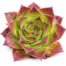 2 inch Sempervivum heuffelii ‘Fandango’, purple succulents, indoor succulents, succulent care guide, buy succulents online
